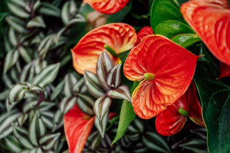 anthurium red flowers in the gardenの写真素材