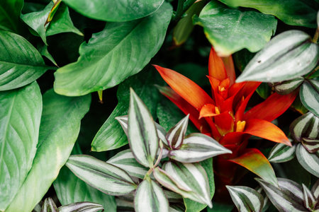 tradescantia bromeliad tropical plant leaves close upの写真素材