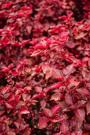 Garden plant with red leaves close upの写真素材