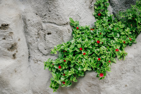 garden plant with red flowers growing on rocksの写真素材