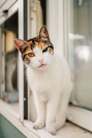 red white cat with one eye. cataracts of the eyes in animalsの写真素材