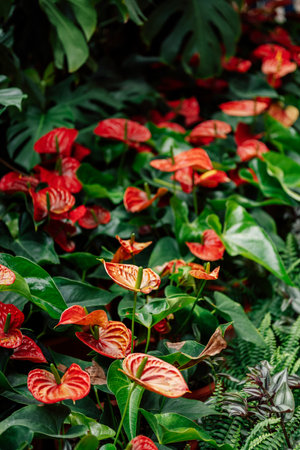 anthurium red flowers in the gardenの写真素材