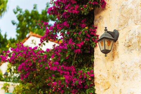 A lovely lamp hangs by a bush with vibrant purple flowersの写真素材
