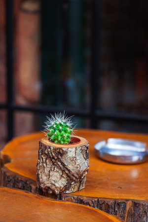 a small cactus in a pot in the shape of a stump on a table made of sawn woodの写真素材