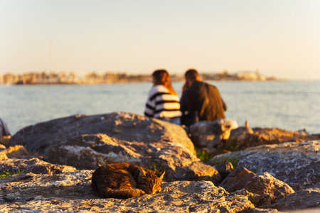 A cat on the background of a couple in love on the embankment in Istanbulの写真素材