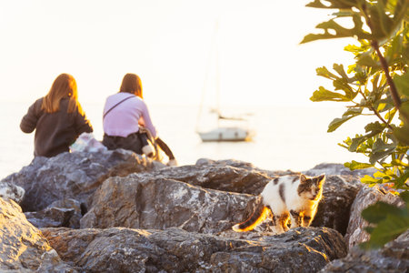 A cat on the background of a couple in love on the embankment in Istanbulの写真素材