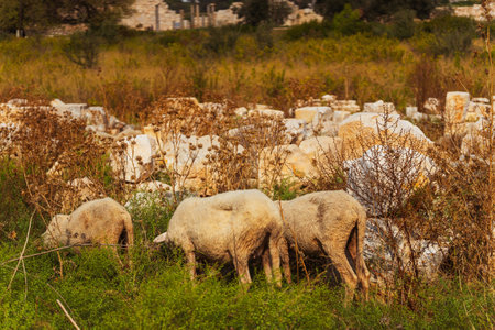 A beautiful pastoral scene depicts sheep peacefully grazing in the lush green countrysideの写真素材