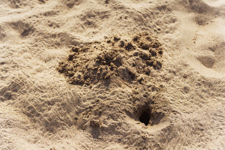 Pits in the sand from newborn turtlesの写真素材