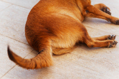 Tail and hind legs of a Big Red Dog close-upの写真素材