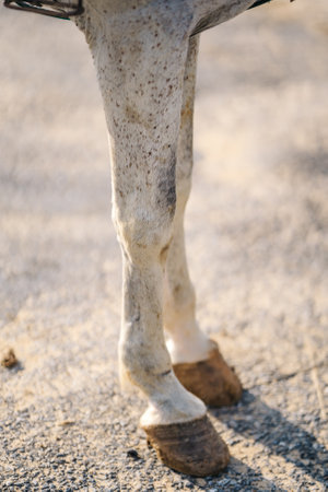 horses feet on the asphalt. horses hooves on the road surfaceの写真素材
