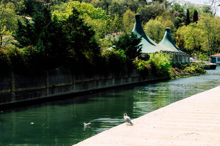 Istanbul seagull dries its feathers on the road by the riverの写真素材