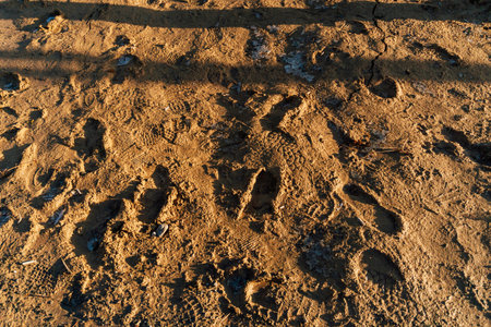 lack of lawn in the city. problem with landscape design in Kazakhstan.の写真素材