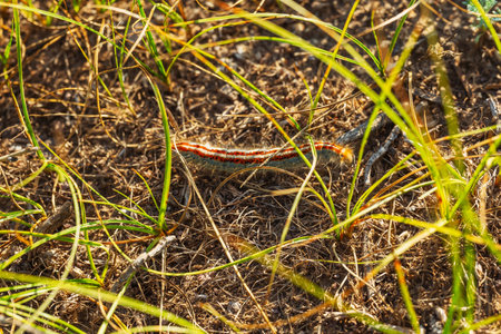 colorful caterpillar in the kazakhstan steppe. caterpillar in almaty