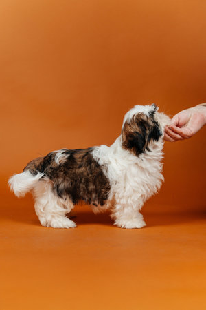little shih tzu puppy on orange background. young purebred dog puppy on color backgroundの写真素材