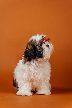 little shih tzu puppy on orange background. young purebred dog puppy on color backgroundの写真素材
