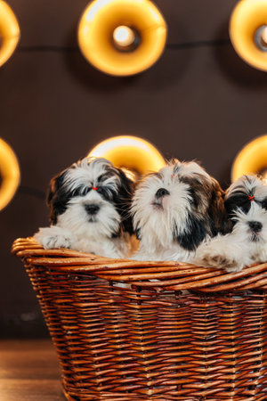 shih tzu puppy in a basket against the background of lanterns. purebred dog puppy with a spotlightの写真素材