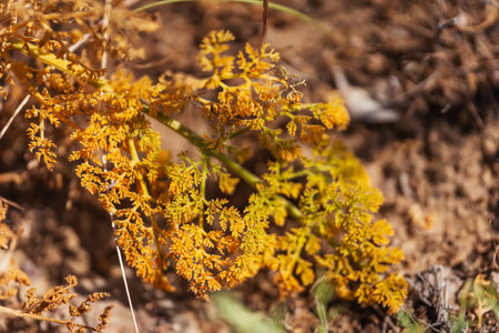 flowering grass in the mountains of Almaaty. yellow flowers in the steppe of Kazakhstan