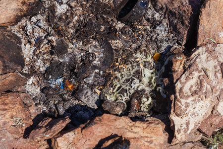 burning organic garbage in a campfire in nature. An extinct campfire in the mountains after touristsの写真素材