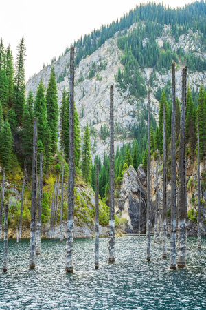 Lake Kaindy in the mountains Almaty. Frozen pines in icy water Kazakhstan. Tree trunks in the lakeの写真素材
