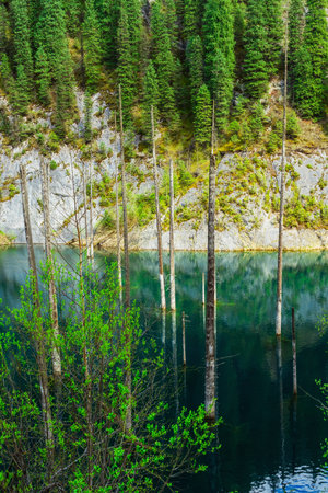 Lake Kaindy in the mountains Almaty. Frozen pines in icy water Kazakhstan. Tree trunks in the lakeの写真素材