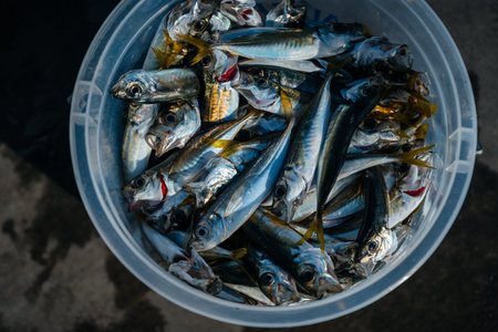 Freshly Supplied Silver Fish With Gleaming Scales And Icy Sheen Stored For Gourmet Cooking