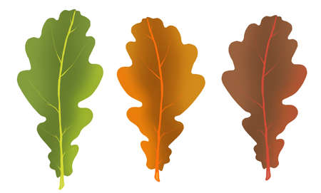 green and brown autumn oak leaves on white backgroundの写真素材