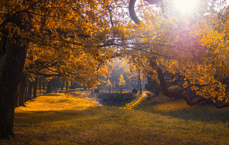 Gold autumn in park, yellow leafs, trees and bridgeの写真素材