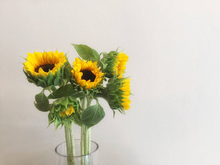 sunflowerの写真素材