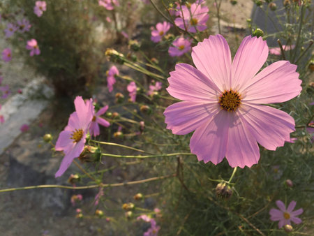 pretty common cosmosの写真素材