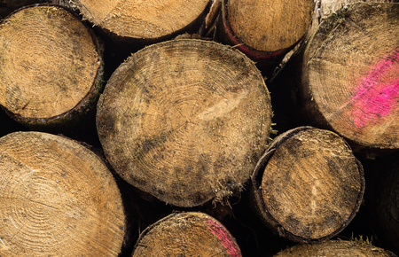 Set of felled trees. Trunks of trees piled, close up. Texture of woodの写真素材