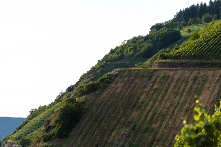 Ripening grapes on a vine plantation on a beautiful sunny, summer day in western Germany.の写真素材