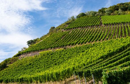 Ripening grapes on a vine plantation on a beautiful sunny, summer day in western Germany.の写真素材