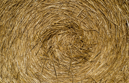 Round bales of straw lying in the field, shot taken close-up.