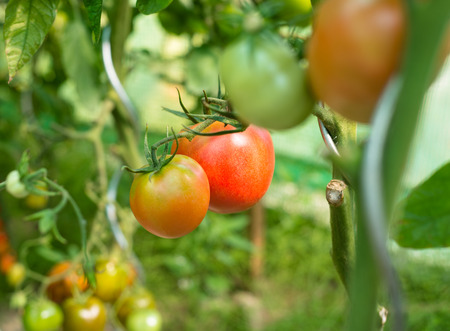 Ripening tomatoes in a summer, hot, August day in a home garden and home greenhouse.の写真素材
