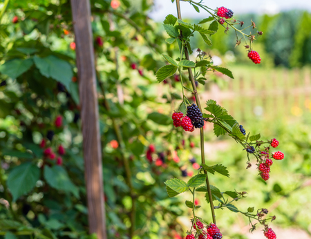 Ripening blackberries on a hot August day in the garden.