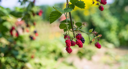 Ripening blackberries on a hot August day in the garden.の写真素材