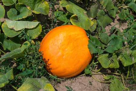 Ripening pumpkin, cucurbit on a hot August day in the garden.の写真素材