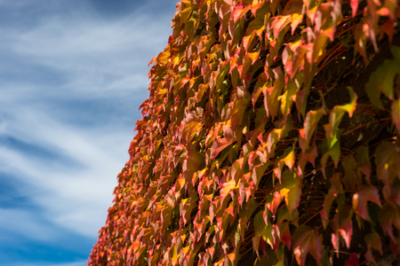 Creepers on the wall in autumn colors, close up, lit by the sun on the background of blue sky.の写真素材