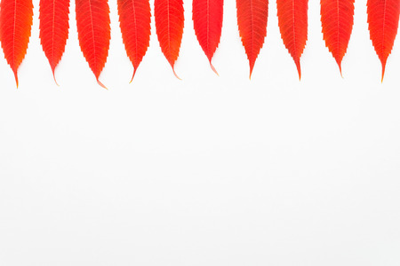 Red, lying leaves isolated on a white background. Autumn colors.