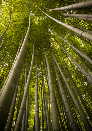 Beautiful, green Arashiyama bamboo forest in Kyoto, Japan. July 2016の写真素材