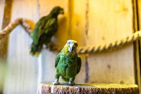 Green parrots sitting on a rope in an ornithological park in winter.