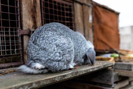 A close-up shot of a breeding rabbit standing in front of a wooden cage.の写真素材