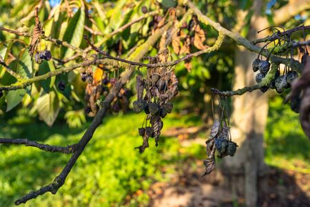 Dried and moldy cherries due to hot weather, no rainfall in western Germany, broken branches.