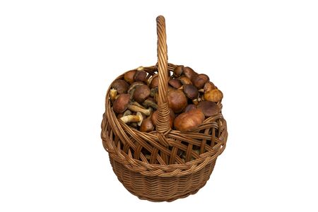 Edible mushrooms collected from the forest in a wicker basket, isolated on a white background with a clipping path.の写真素材
