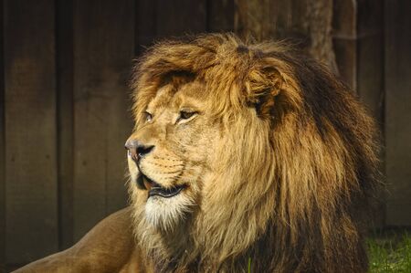 African lion lying on grass at the zoo with its mouth open.の写真素材