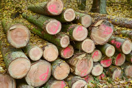 Cut logs lying in a pile at a dirt road in the woods on an autumn day.の写真素材