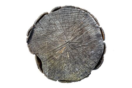 The trunk  the old tree seen from above, tree rings visible,  on white background   .の写真素材