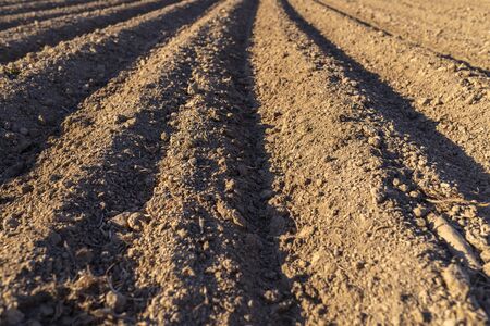 Plowed soil for planting potatoes, visible even rows of soil and sharp shadow of the sun.