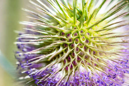 Macro shot of a Dipsacus fullonum plant in its natural environment on a summer day, visible spines...