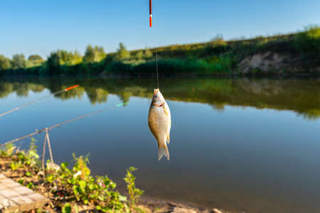 Crucian fish caught on bait by the lake, hanging on a hook on a fishing rod, sunny morning.の写真素材